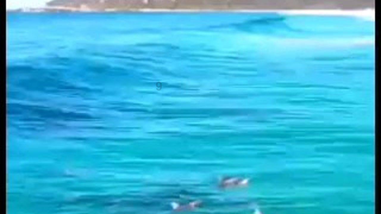 蓝狐视频